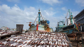 ФАС предложила ввести электронные аукционы на добычу рыбы в России